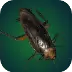 Pesky Cockroach