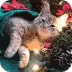 Christmas Cats Puzzle