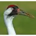 Explore Birds Sounds