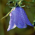 Beauties of Earth Puzzle