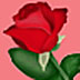 Rose Wallpaper