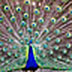 Peacock Wallpaper