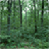 Forest Wallpaper