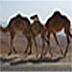 Animals Wallpaper