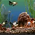 Aquarium Wallpaper