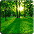 Magic 3D Forest