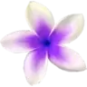 Flowers Wallpaper