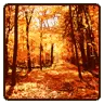 Autumn Wallpaper